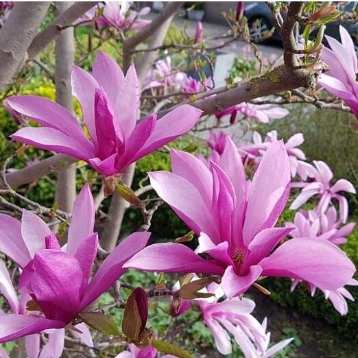 Magnolija hibridinė "Susan" C7