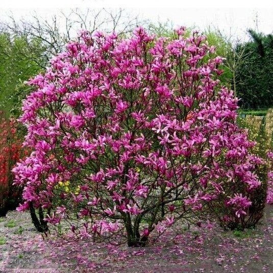 Magnolija daugiakamienė "Susan" C20 1