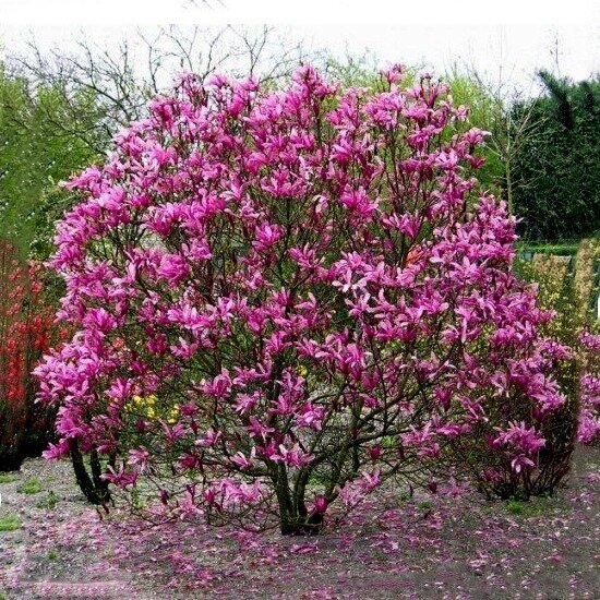 Magnolija hibridinė "Susan" C7 1 Magnolija hibridinė "Susan" C7 1