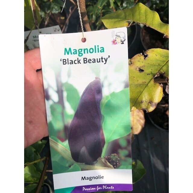 Magnolija bruklino "Black beauty" C10 2 Magnolija bruklino "Black beauty" C10 2