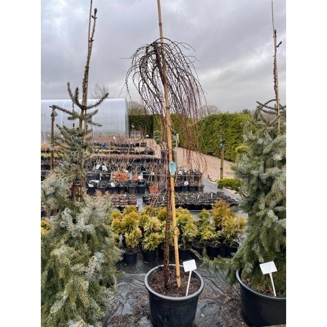Maumedis europinis "Puli" C60 1