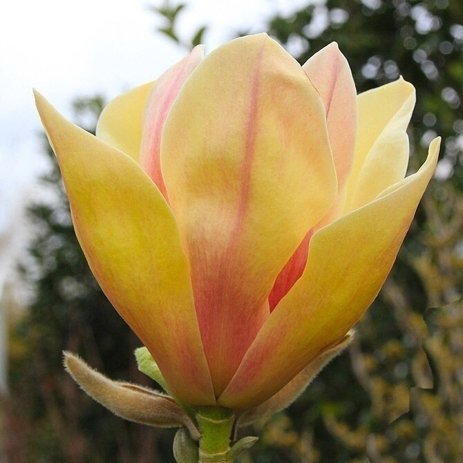 Magnolija hibridinė "Sunsation" C10 Magnolija hibridinė "Sunsation" C10