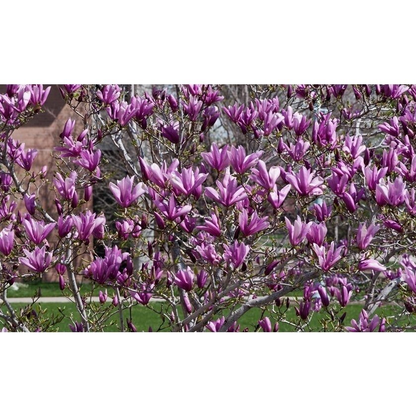 Magnolija bruklino "Black beauty" C10 1 Magnolija bruklino "Black beauty" C10 1