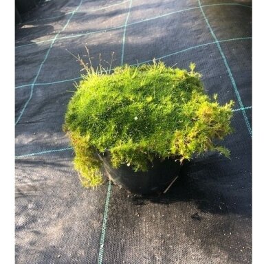 Žemenė siūlinė "Green moss" C3