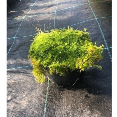 Žemenė siūlinė "Green moss" C3 Žemenė siūlinė "Green moss" C3