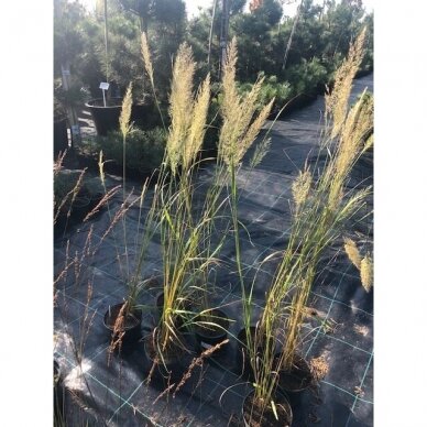Lendrūnas korėjinis "Korean Feather Reed Grass" C3 1 Lendrūnas korėjinis "Korean Feather Reed Grass" C3 1