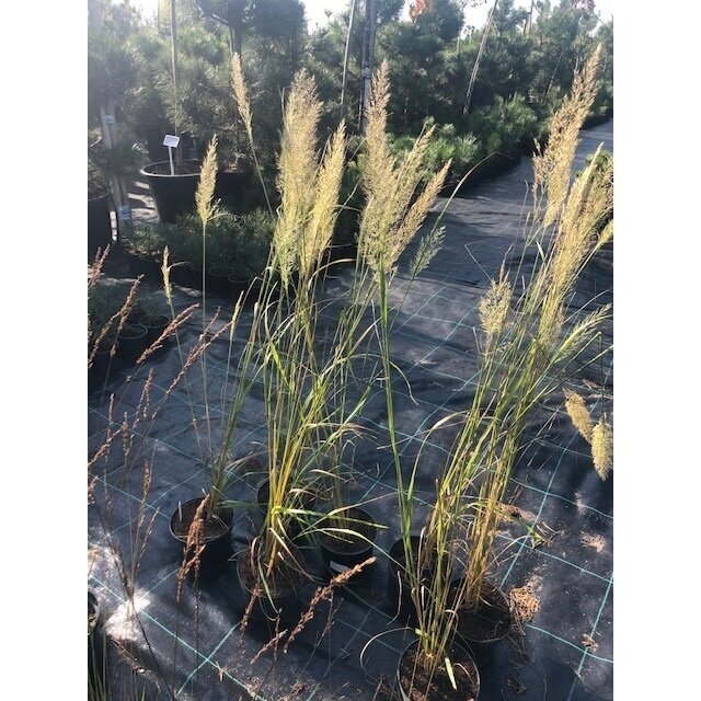 Lendrūnas korėjinis "Korean Feather Reed Grass" C3 1 Lendrūnas korėjinis "Korean Feather Reed Grass" C3 1