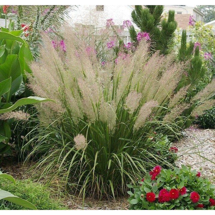 Lendrūnas korėjinis "Korean Feather Reed Grass" C3