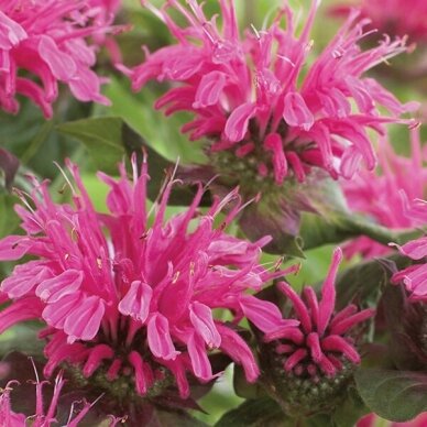 Monarda "Pink lace" C2 1 Monarda "Pink lace" C2 1