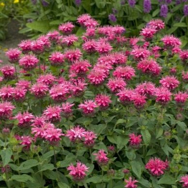 Monarda "Pink lace" C2 Monarda "Pink lace" C2