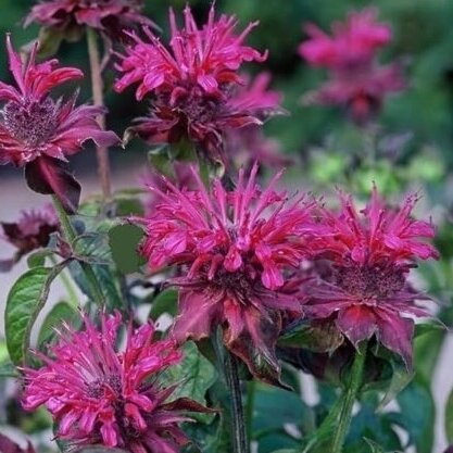 Monarda "Pink lace" C2 Monarda "Pink lace" C2