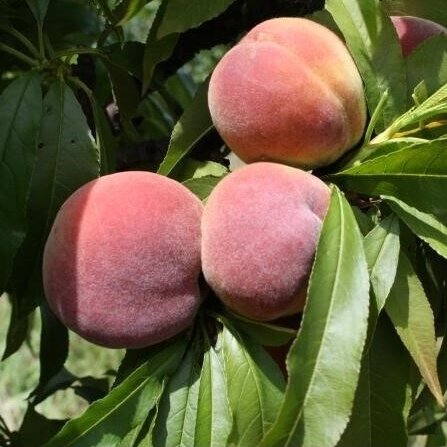 Nykštukinis persikas "Honey Gold" C7,5 Nykštukinis persikas "Honey Gold" C7,5