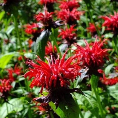 Monarda "Jacob Cline" C2