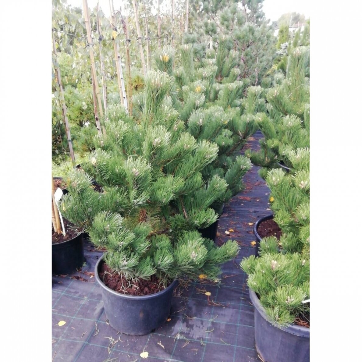 Pušis juodoji  "Oregon green" C20