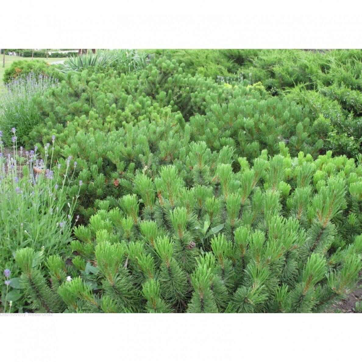 Pušis kalninė "Pumilio" C15 2 Pušis kalninė "Pumilio" C15 2