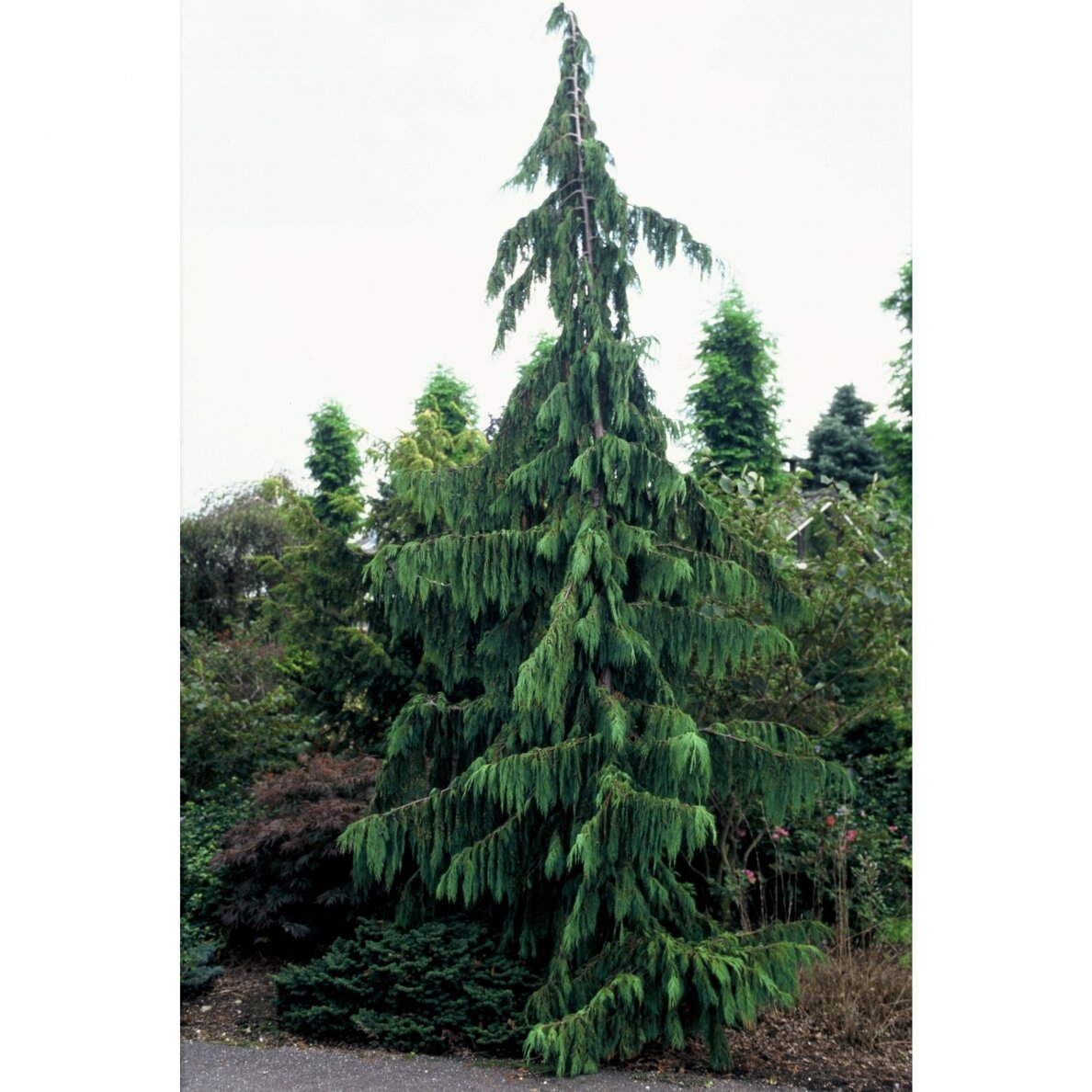 Puskiparisis nutkinis "Pendula" C10 1 Puskiparisis nutkinis "Pendula" C10 1