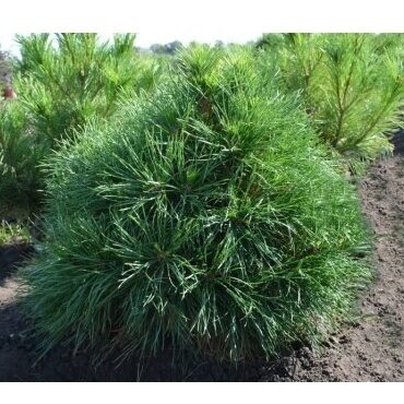Pušis paprastoji "Globosa Viridis" C10 Pušis paprastoji "Globosa Viridis" C10
