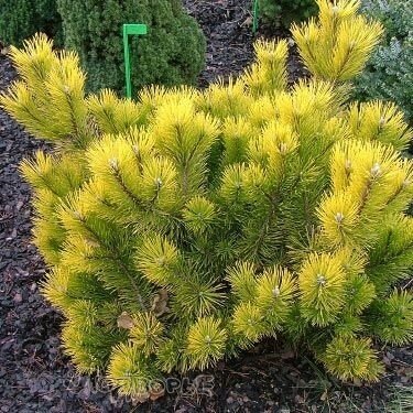 Pušis kalninė  "December gold" C3   1