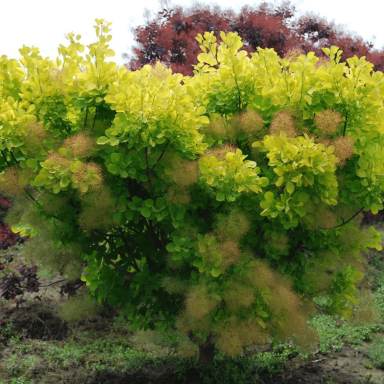 Pūkenis europinis "Golden spirit" C5