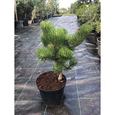 Pušis juodoji  "Oregon green" C5
