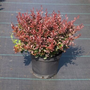 Raugeriškis tunbergo  "Atropurpurea Nana" C3