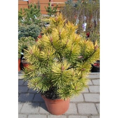 Pušis kalninė  "Golden glow" C10
