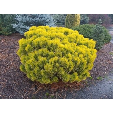 Pušis kalninė  "Winter Gold" C10