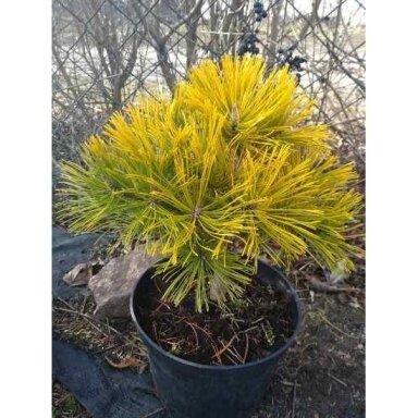Pušis kalninė  "Golden glow" C2