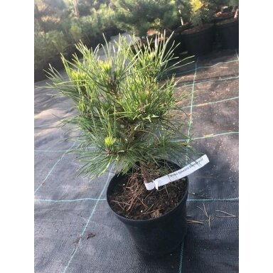 Pušis paprastoji "Globosa Viridis" C2