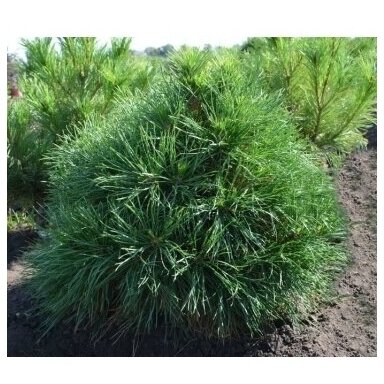 Pušis paprastoji "Globosa Viridis" C10