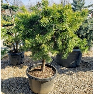 Pušis paprastoji "Hillside Creeper" (štambas) C10