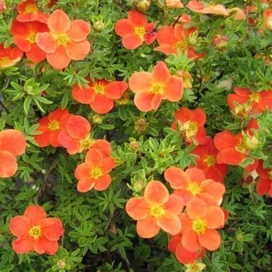 Sidabrakrūmis paprastasis "Hopleys orange" C3 Sidabrakrūmis paprastasis "Hopleys orange" C3