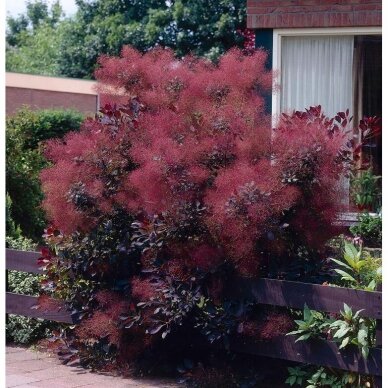 Pūkenis europinis "Royal purple" C5