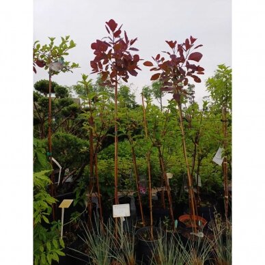 Pūkenis europinis "Grace" C10  1