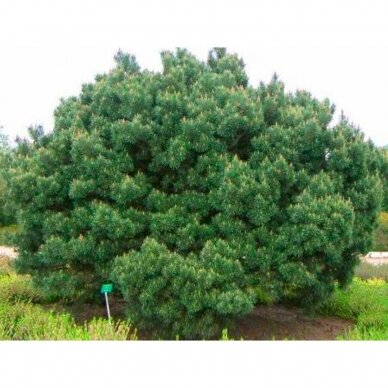 Pušis juodoji  "Nana" C20 2
