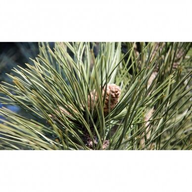 Pušis juodoji "Pyramidalis" C5 2 Pušis juodoji "Pyramidalis" C5 2