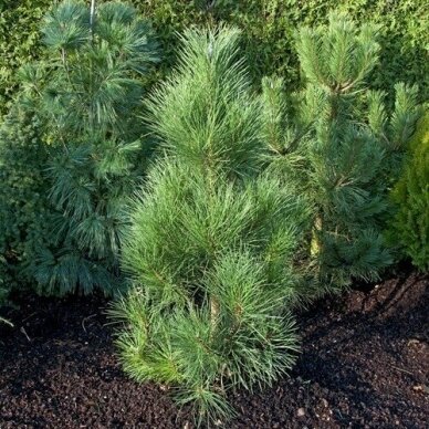 Pušis juodoji "Pyramidalis" C3 2 Pušis juodoji "Pyramidalis" C3 2