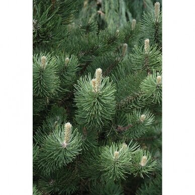 Pušis juodoji  "Oregon green" C3 1