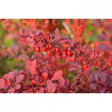 Raugeriškis tunbergo "Atropurpurea Nana" C3 1 Raugeriškis tunbergo "Atropurpurea Nana" C3 1