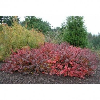 Raugeriškis tunbergo  "Atropurpurea Nana" C3 2