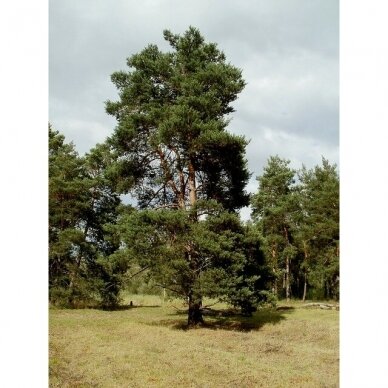 Pušis paprastoji C5 Pušis paprastoji C5