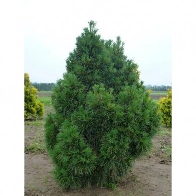 Pušis paprastoji "Globosa Viridis" C10 1