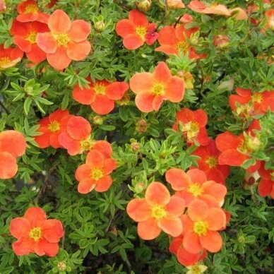 Sidabrakrūmis paprastasis "Hopleys orange" C3 Sidabrakrūmis paprastasis "Hopleys orange" C3