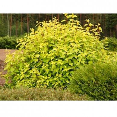Pūslenis putinalapis "Darts gold" C3