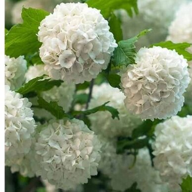 Putinas paprastasis "Roseum" C7,5 Putinas paprastasis "Roseum" C7,5