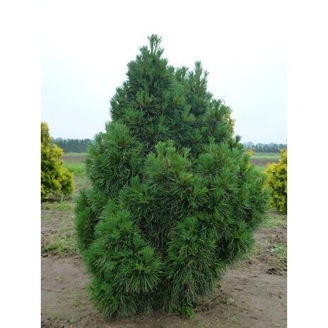 Pušis paprastoji "Globosa Viridis" C2 1 Pušis paprastoji "Globosa Viridis" C2 1