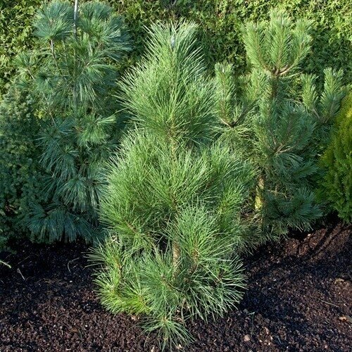 Pušis juodoji "Pyramidalis" C3 2 Pušis juodoji "Pyramidalis" C3 2