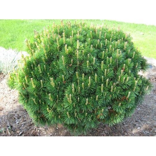 Pušis kalninė  "Mughus" C10 2