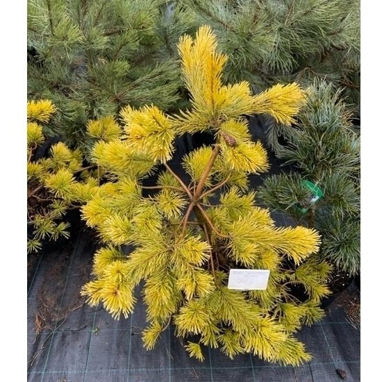 Pušis paprastoji "Aurea" C20 1 Pušis paprastoji "Aurea" C20 1