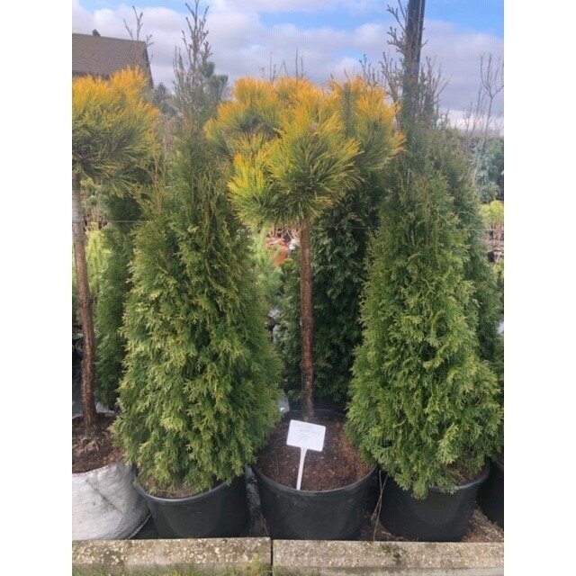 Pušis kalninė  "Winter Gold" (štambas) C30 1